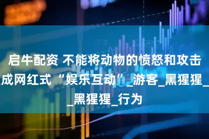启牛配资 不能将动物的愤怒和攻击包装成网红式 “娱乐互动”_游客_黑猩猩_行为