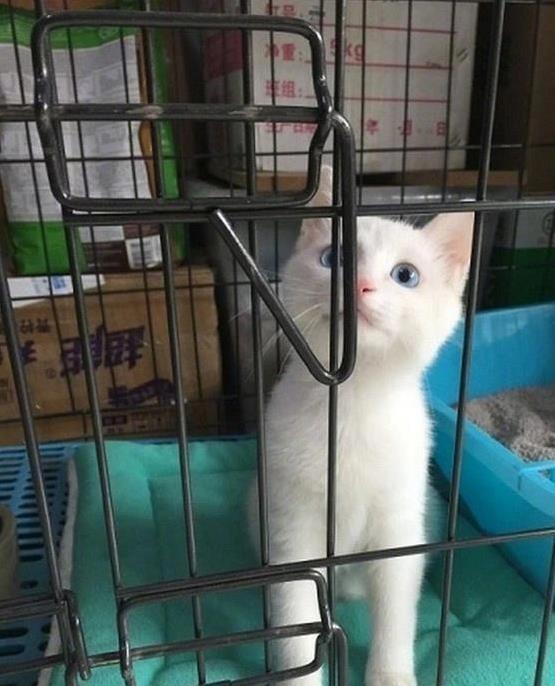 3G配资 猫咪淘气翻天，网友买笼子锁它，却被它轻松破解