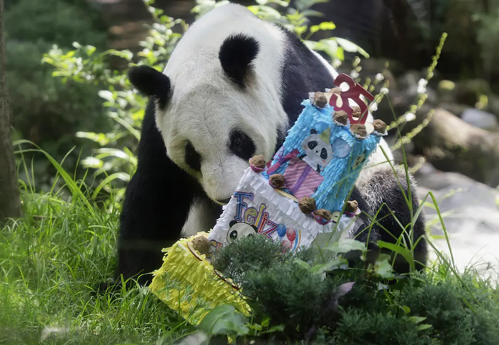 牛达人配资 图集 | 海外现存最长寿大熊猫“欣欣”喜迎35岁生日