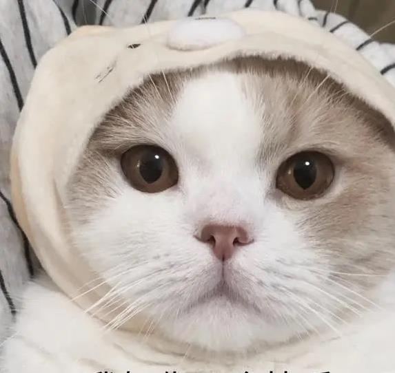 日赢配资 钱再多也别养这4种猫，个个难伺候，你敢试吗？